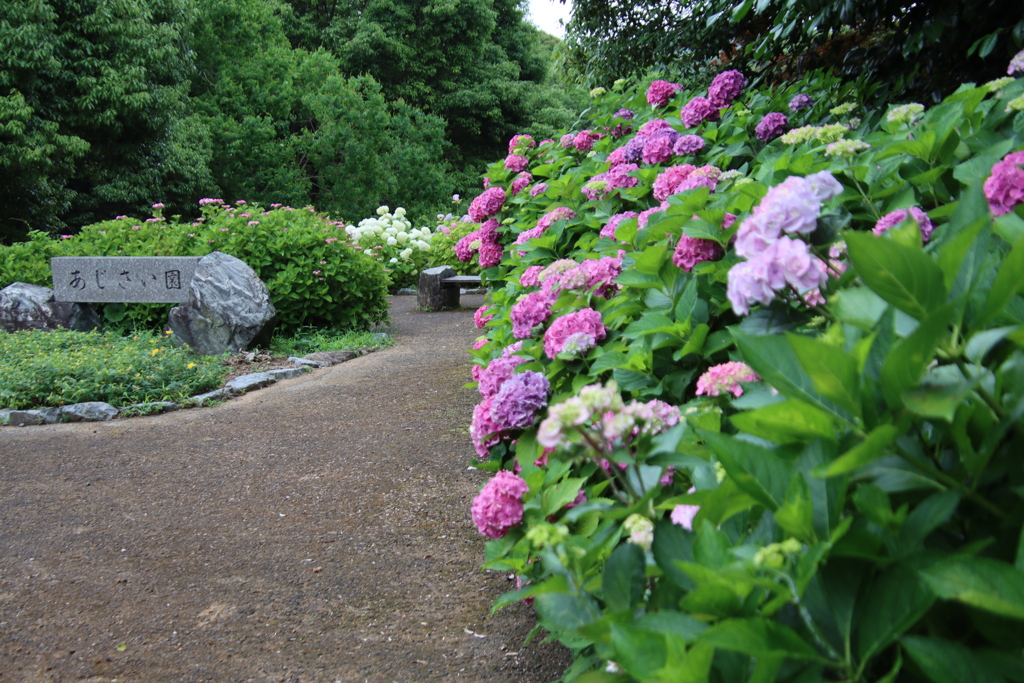 アジサイ