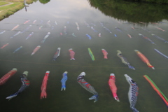 佐波川こいながし2