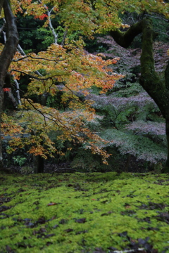 紅葉と苔2