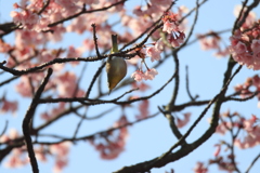 蓬莱桜とメジロ6