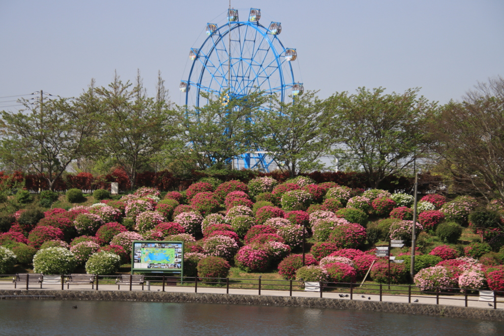 観覧車とツツジ