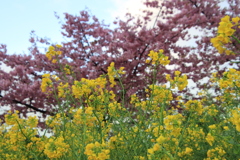 菜の花と河津桜2