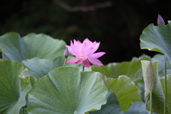 大賀蓮