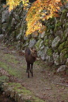 鹿と紅葉