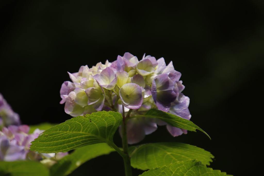 紫陽花２