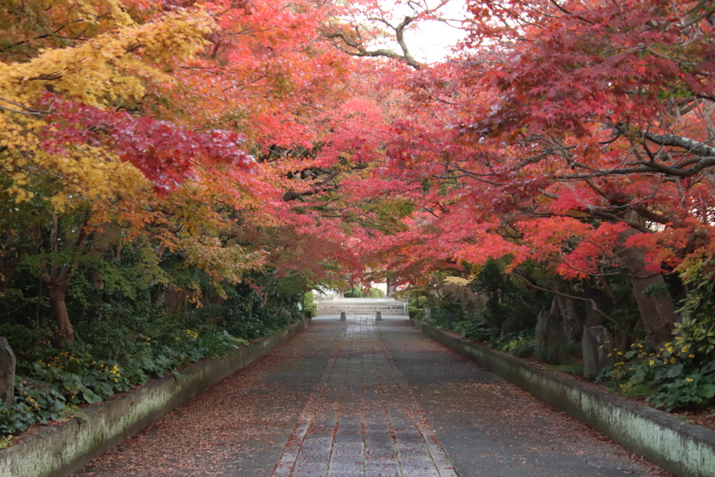 紅葉のトンネル