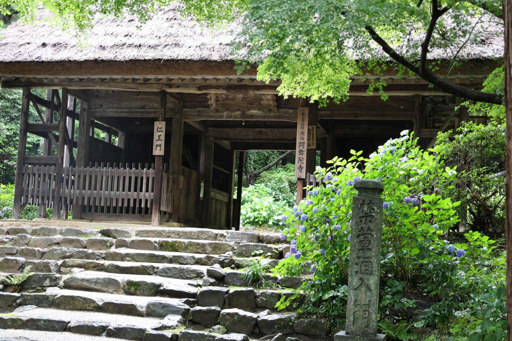 阿弥陀寺のアジサイ2