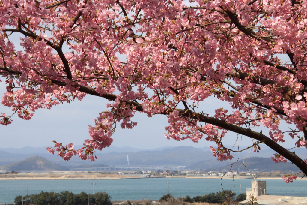 河津桜と周防大橋