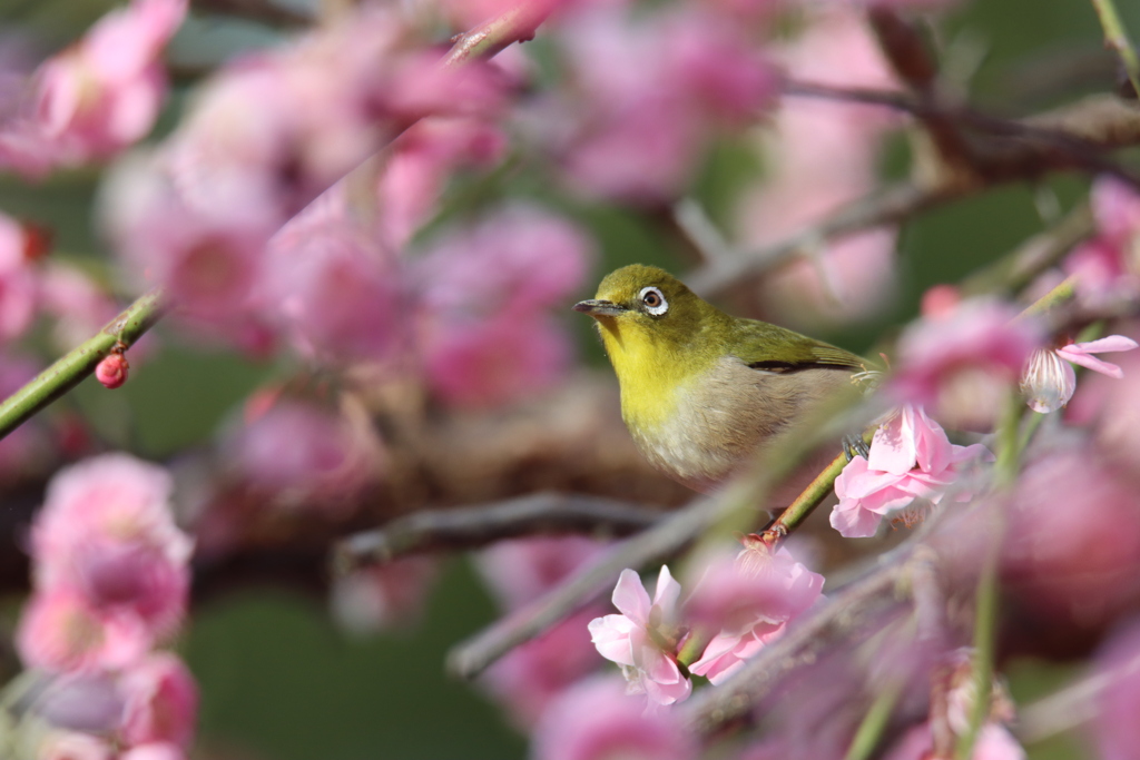 梅とメジロ4