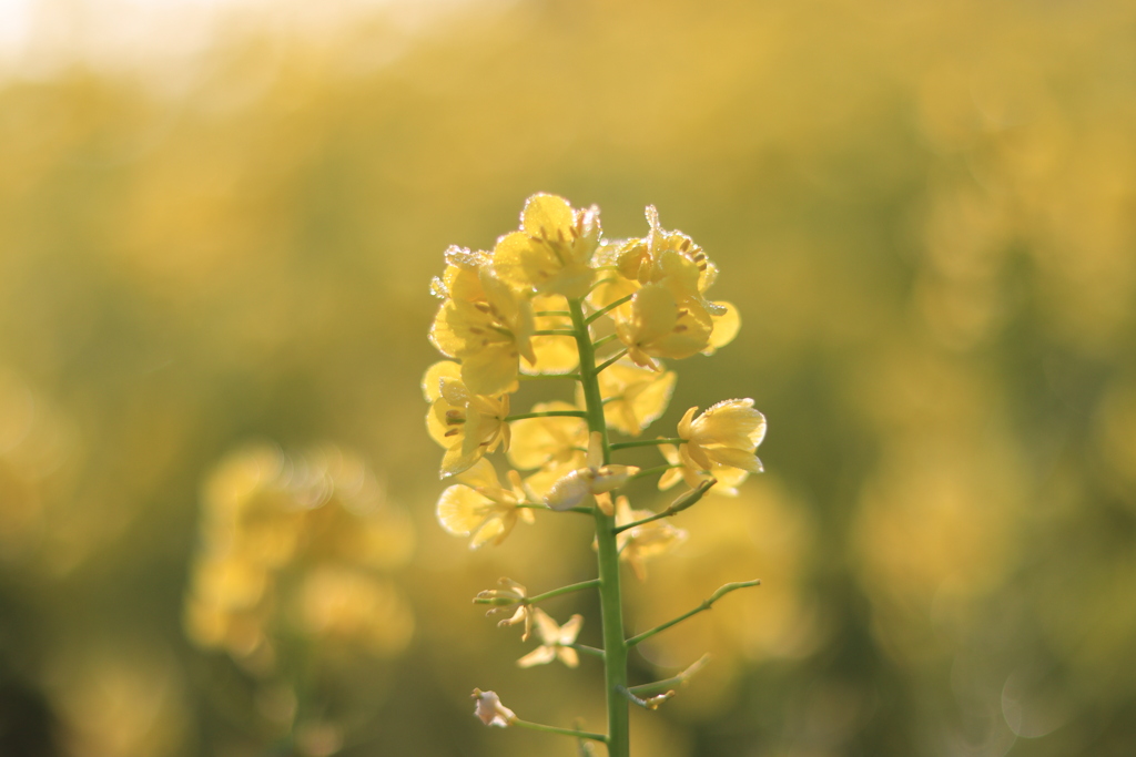 菜の花