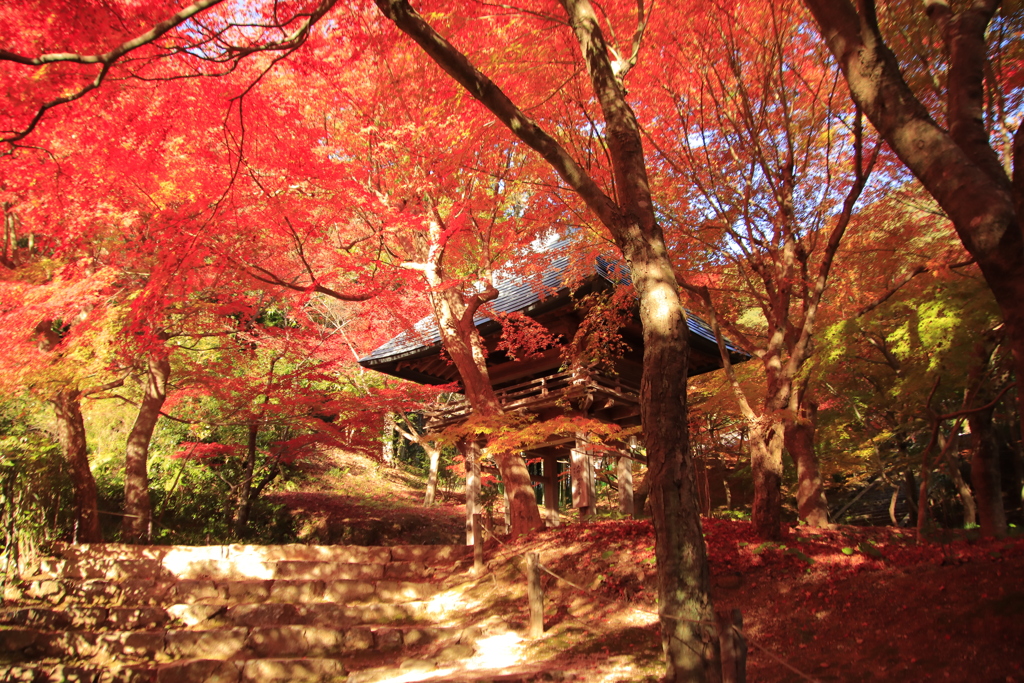 両足寺紅葉