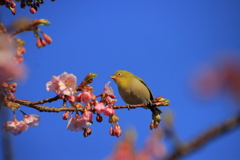 メジロと河津桜5