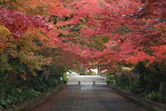 紅葉のトンネル3