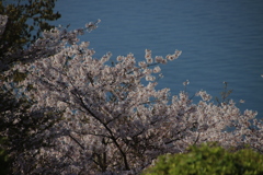 桜と海