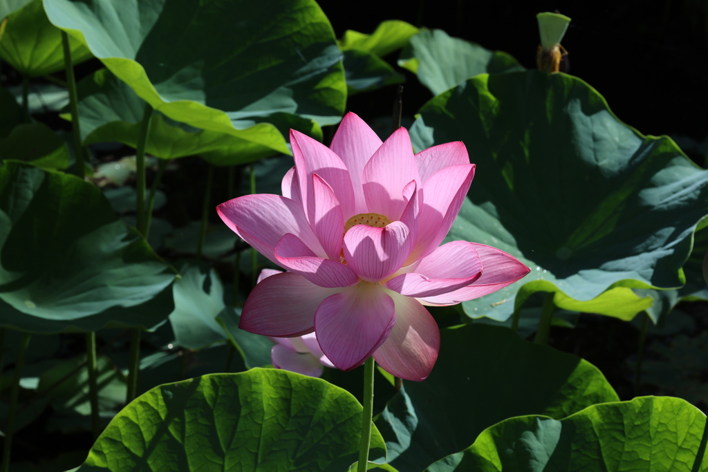 天平の池の大賀蓮6