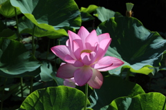 天平の池の大賀蓮6