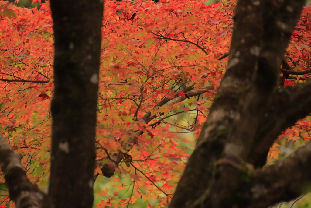 11.9重源の郷紅葉5