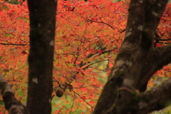 11.9重源の郷紅葉5