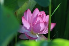 天平の池の大賀蓮2