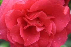 薔薇3