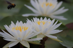 睡蓮とハナアブ