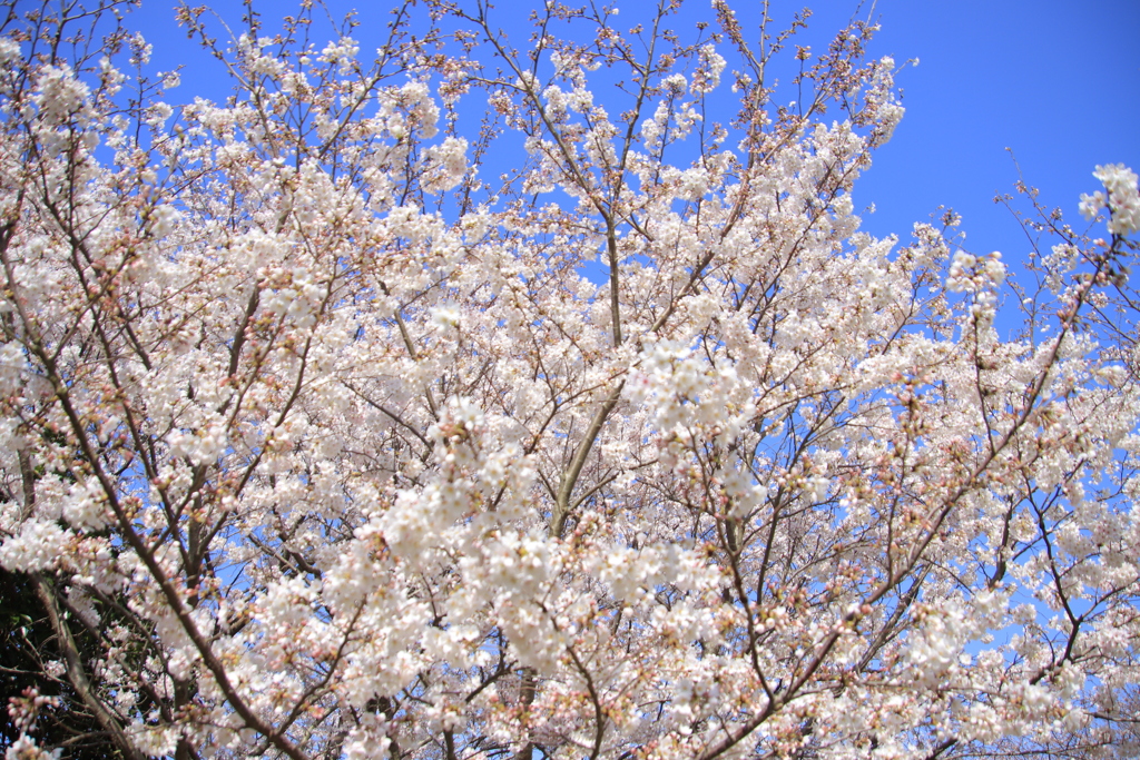 青空と満開の桜