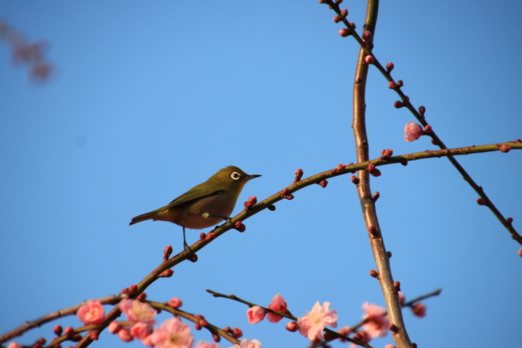 メジロとウメ