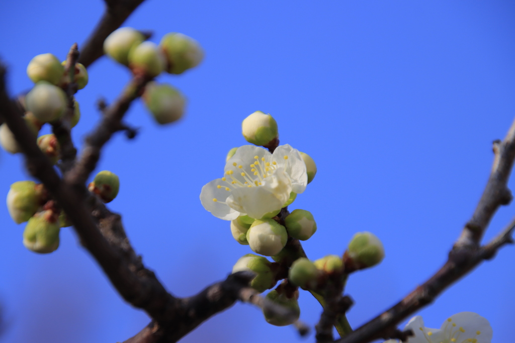青空と白梅3