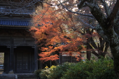 東光寺の紅葉1
