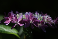 紫陽花