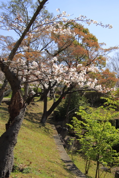 こんな木でも咲いています