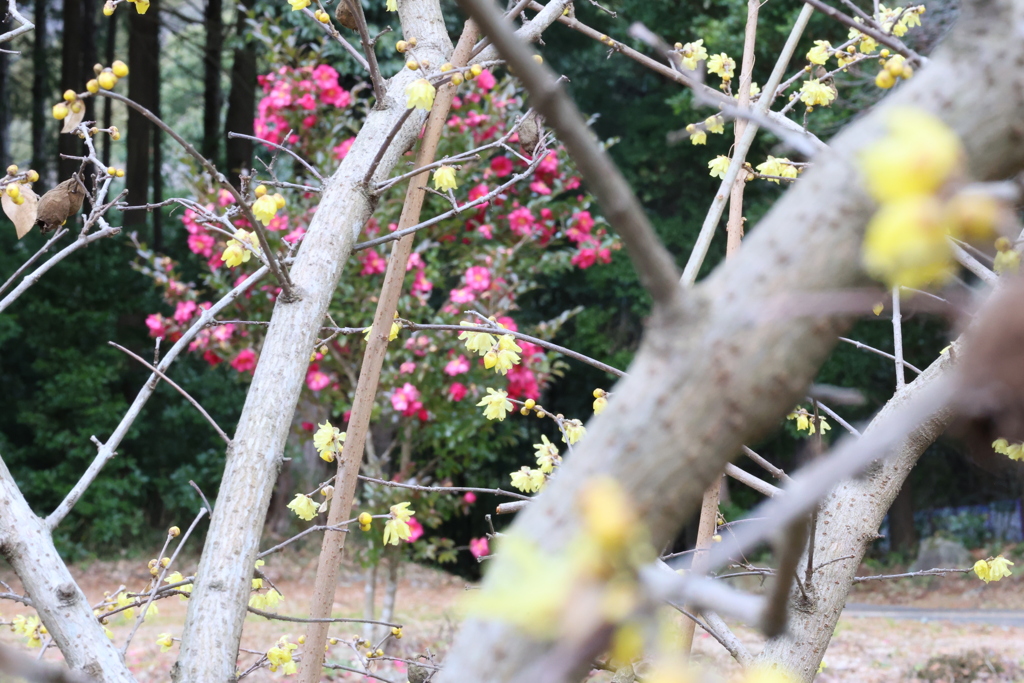 蝋梅とサザンカ