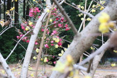 蝋梅とサザンカ