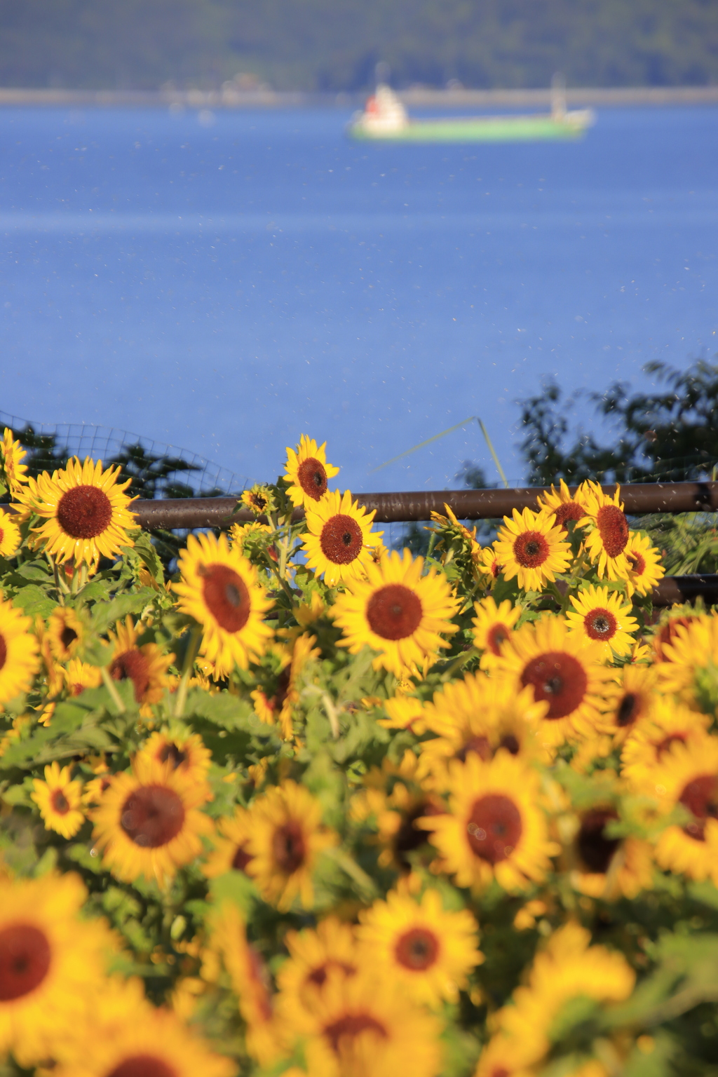 ひまわりと船