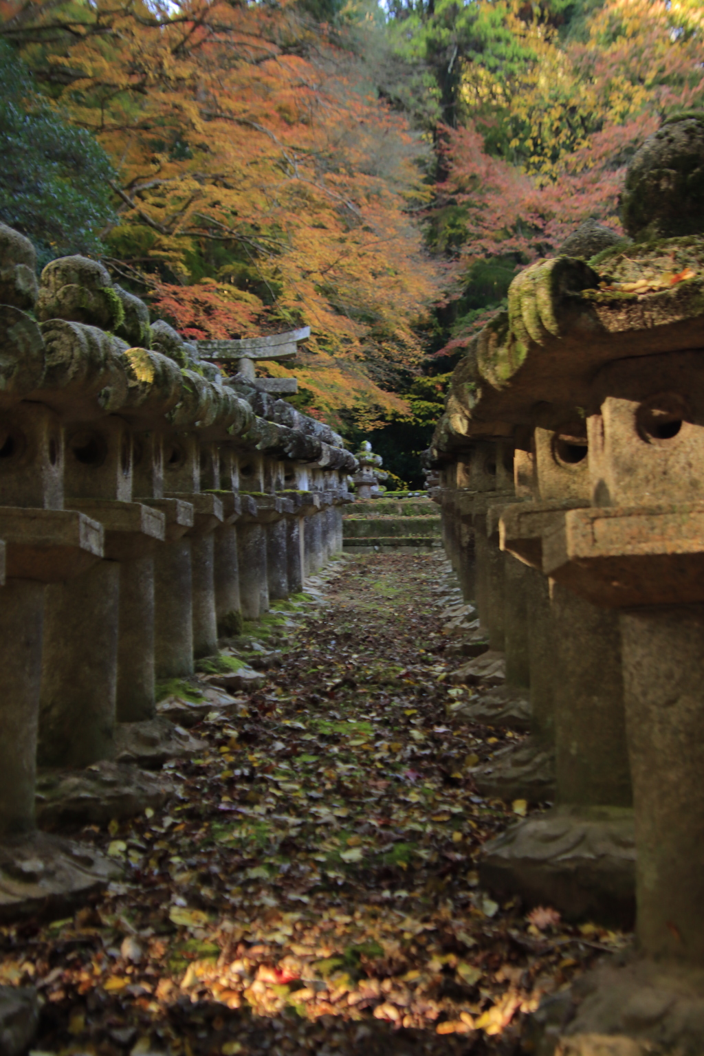 大照院の紅葉2