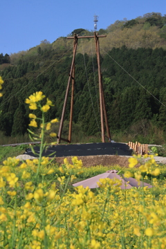 菜の花とブランコと傘