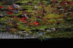 もみじとコケ