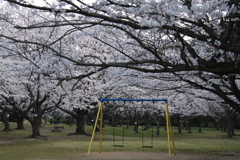 ブランコと桜