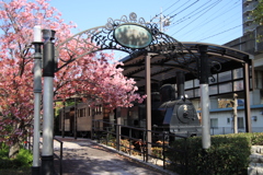 機関車と桜