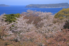 桜と日本海