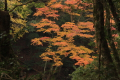 長門峡紅葉1