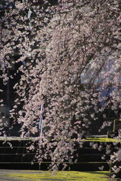 しだれ桜3