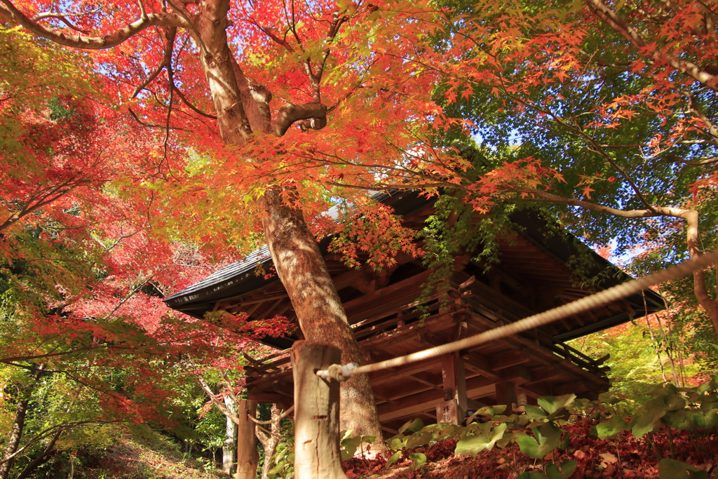 両足寺紅葉2