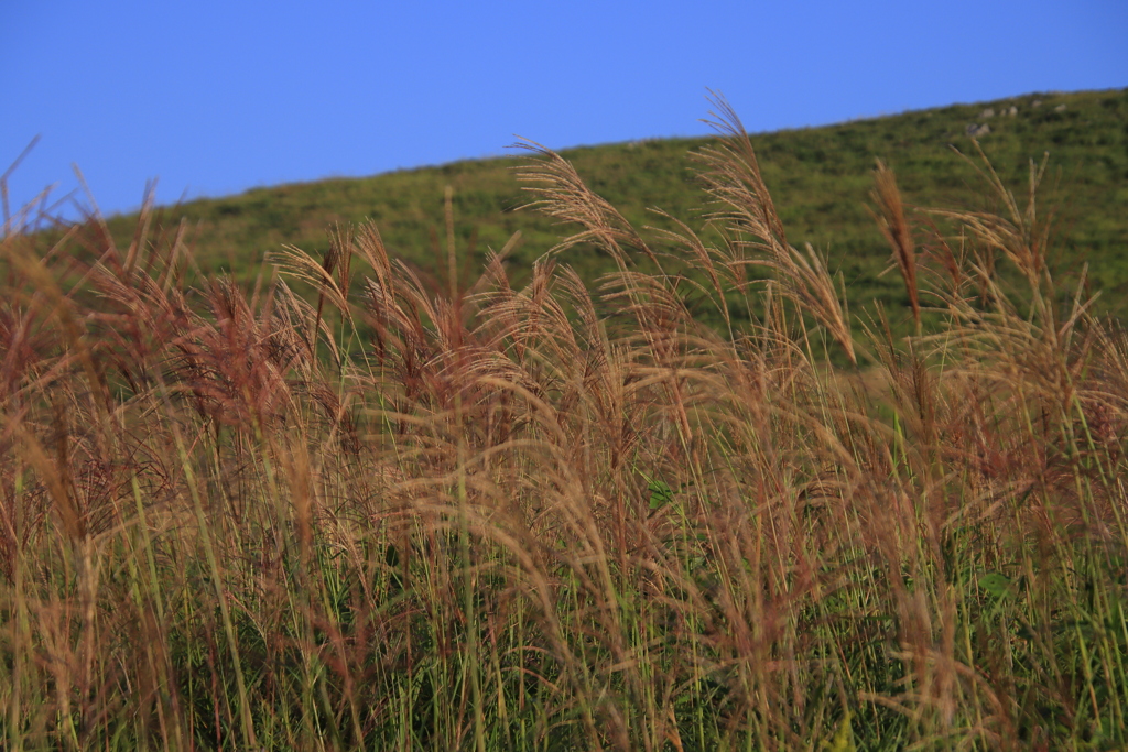 ススキ1
