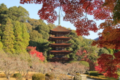 瑠璃光寺五重塔と紅葉4