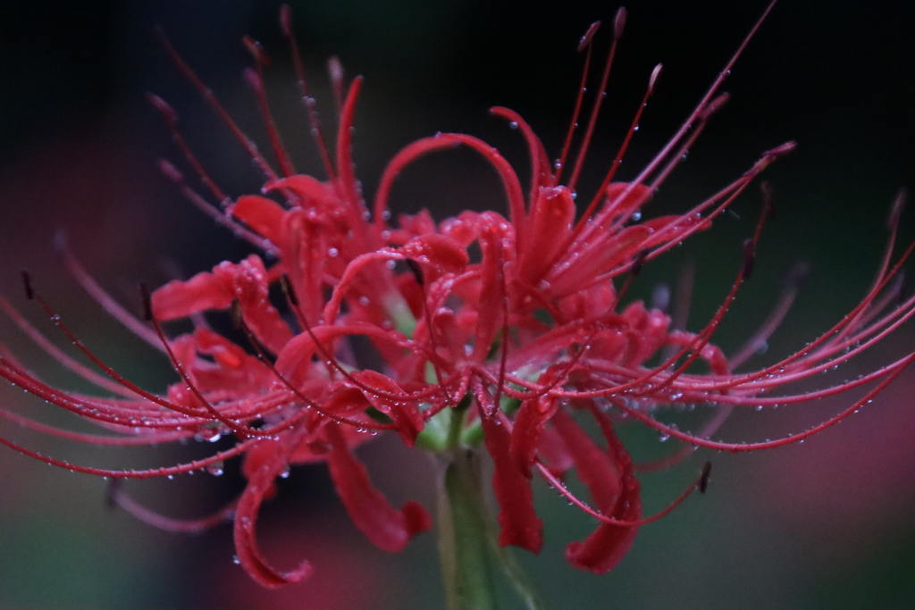雨の中の彼岸花3