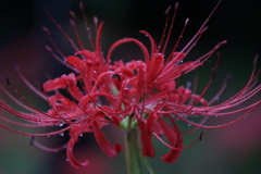 雨の中の彼岸花3