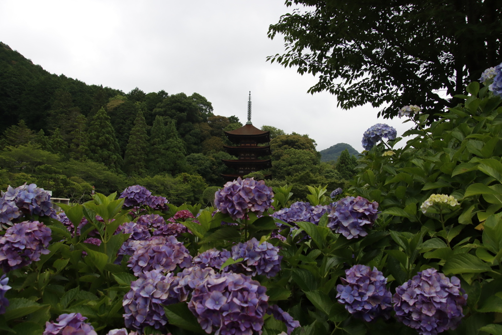 アジサイと五重塔2