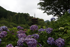 アジサイと五重塔2