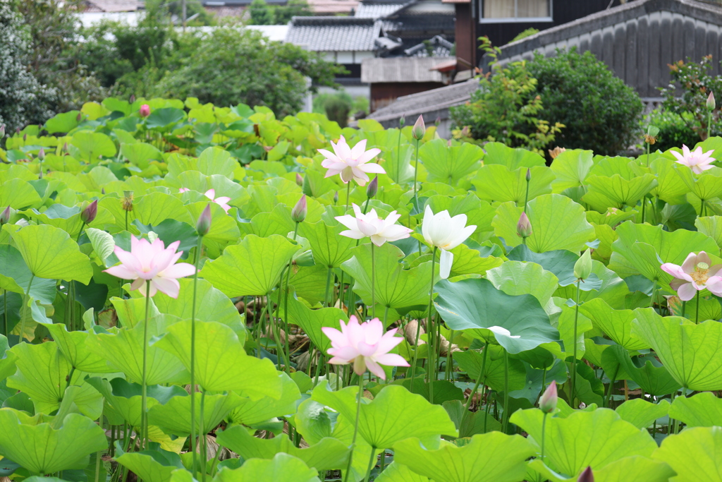 源久寺の大賀蓮5